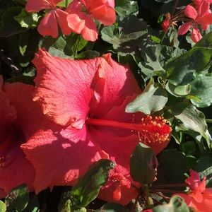 Meet your Posher, Nona